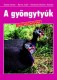 A gyöngytyúk