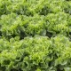 Anconi RZ | 1.000 szem | endívia saláta vetőmag