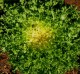 Ascari | 5.000 szem (pillírozott) | endívia saláta vetőmag