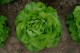 Aurelian F. 1 | 5.000 szem | vajfej saláta vetőmag