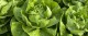 Bellafore F. 1 | 5.000 szem | vajfej saláta vetőmag