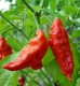 Bhut Jolokita Red | 50 szem | chili paprika vetőmag