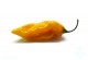 Bhut Jolokita Yellow | 50 szem | chili paprika vetőmag