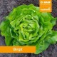 Birgit F.1 | 5.000 szem | fejessaláta vetőmag, pillírozott