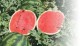 Bostana F.1 | 1.000 szem | görögdinnye vetőmag