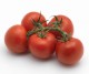 Climundo F.1 | 500 szem | paradicsom vetőmag