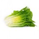 Concentrus RZ | 1.000 szem | római saláta vetőmag