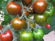 Crispino F.1 | 1.000 szem | cherry, zebracsíkos paradicsom vetőmag