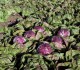 Indigo | 10.000 szem (pillírozott) | cikória saláta