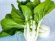 Joi Choi F.1 | 2.500 szem | Pak choi vetőmag