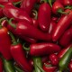 Jumbo F.1 | 500 szem | Jalapeno paprika vetőmag