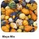 Maya mix | 250 szem | dísztök vetőmag