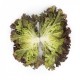 Mineral RZ | 1.000 szem | batavia saláta vetőmag