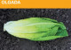 Olgada F.1 | 5.000 szem (pillírozott) | saláta vetőmag