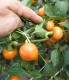 Orange korál F.1 | 500 szem | cseresznye paprika (csípős) vetőmag