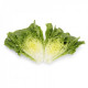 Probus RZ | 1.000 szem | római saláta vetőmag