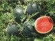 Romeria F.1 | 1.000 szem | görögdinnye vetőmag