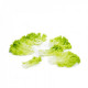Teramo RZ | 1.000 szem | Lollo bionda saláta vetőmag