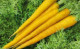 Yellowbunch F.1  F.1 | 100.000 szem | sárga, sárgarépa vetőmag, precíziós