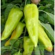 Zeline F.1 | 500 szem | zöld (édes) paprika vetőmag